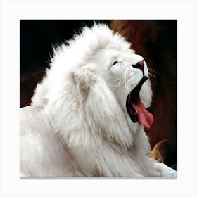 White Lion Canvas Print