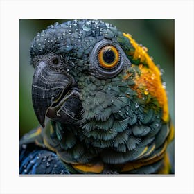 Parrot 2 Canvas Print