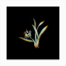 Prism Shift Clamshell Orchid Botanical Illustration on Black Canvas Print