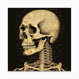 Anatomy Of The Human Skeleton Canvas Print
