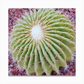 Cactus 11 Canvas Print