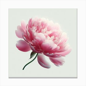 Pink Peony Canvas Print