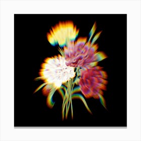 Prism Shift Carnation Eillet Variété Botanical Illustration on Black n.0029 Canvas Print