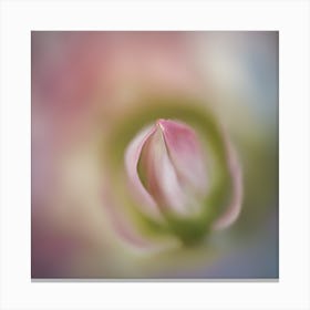 A Close Up Of A Delicategentle Petals Bud Just Beginning To Bloom, With Soft Petals And Hints Of Vib (3) Canvas Print