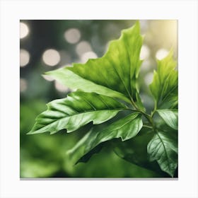 Green Leaf 2 Canvas Print