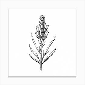 Botanical Illustration Lavendula Angustifolia Li Canvas Print