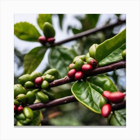 Coffee Beans On A Tree 24 Canvas Print