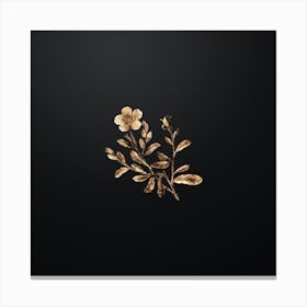 Gold Botanical Sweetbriar Rose on Wrought Iron Black Canvas Print