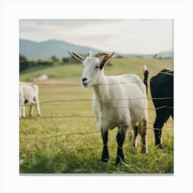 Goats In A Field 3 Canvas Print