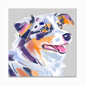 Australian Shepherd 03 Canvas Print