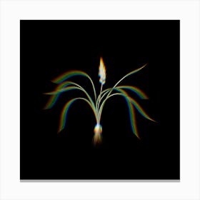 Prism Shift Lachenalia Angustifolia Botanical Illustration on Black Canvas Print