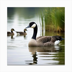 Canadian Geese 44 Canvas Print