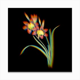 Prism Shift Ixia Tricolore Botanical Illustration on Black n.0352 Canvas Print