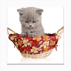 Kitten In A Basket Canvas Print