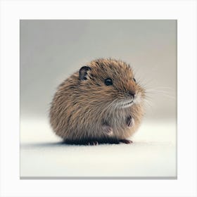 Hamster 1 Canvas Print