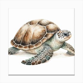 Turtle 1 Canvas Print