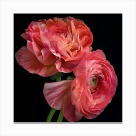 Poster Pink Peonies 1 Canvas Print