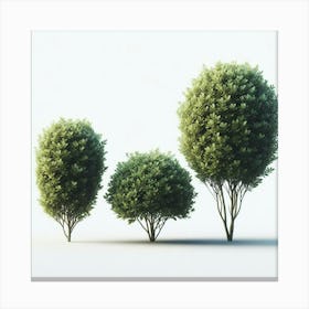 Three Trees 2 Canvas Print