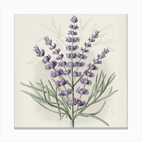 Lavender Print Canvas Print