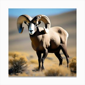 BIGHORN SHEEP Canvas Print