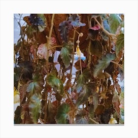 Ivy beautiful Canvas Print