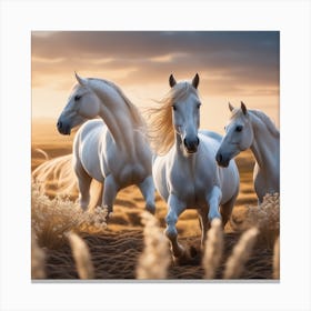 Three White Horses Running At Sunset Canvas Print