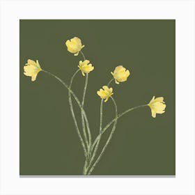 Yellow Daffodils Canvas Print