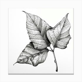 Two Leaves 1 Canvas Print