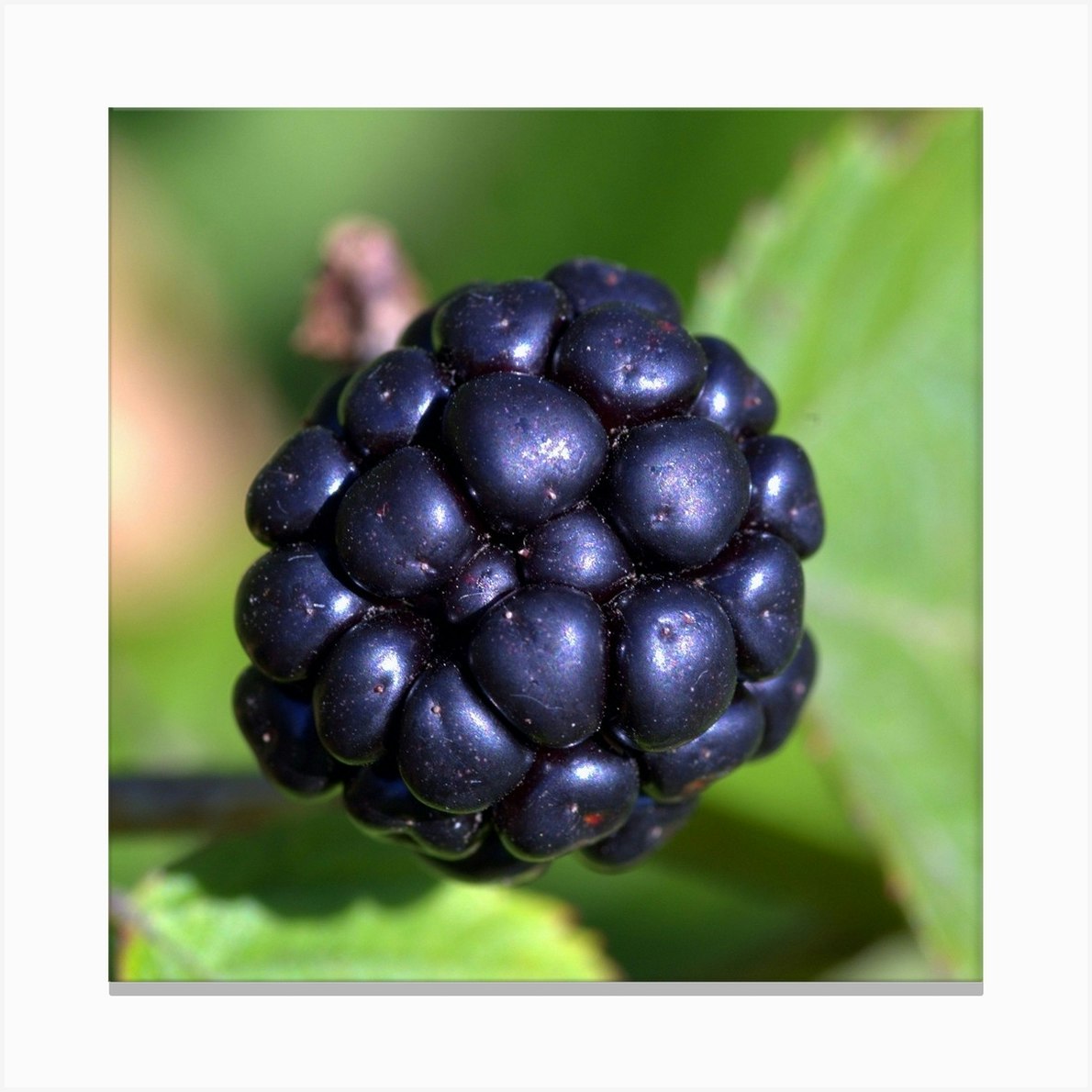 Blackberry Berry Close Up Wallpaper 1024x1024 Canvas Print by