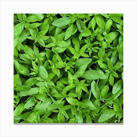 Close Up Of Basil Leaves Canvas Print