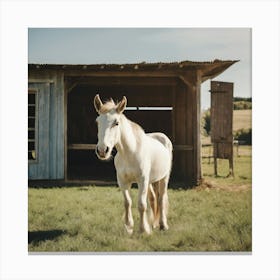 White Horse In A Barn Canvas Print