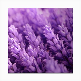 Lavender Flowers 15 Canvas Print