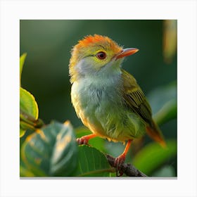 Green Wattled Woodpecker Canvas Print