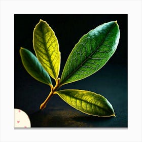 Olive leaf Canvas Print