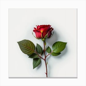 Rose  Canvas Print