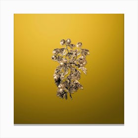 Gold Botanical Sweet Scented Hawthorn on Mango Yellow n.2426 Canvas Print