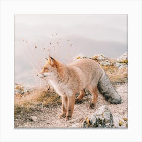 Red Fox Scenery Canvas Print
