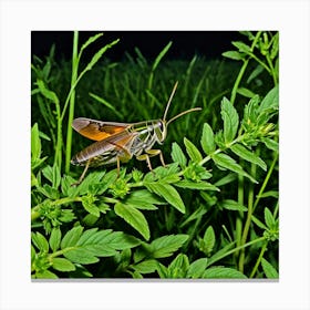 Grasshopper 59 Canvas Print