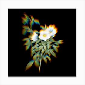 Prism Shift White Rose of Snow Botanical Illustration on Black Canvas Print
