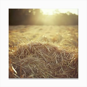 Hay Field Canvas Print