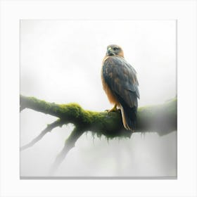 Kestrel In The Mist Canvas Print