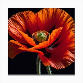Ethereal poppy flower 5 Canvas Print