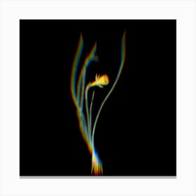 Prism Shift Daffodil Botanical Illustration on Black n.0291 Canvas Print