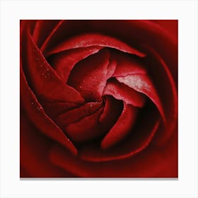 Red Rose Canvas Print