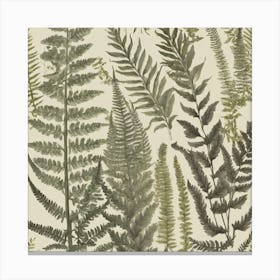 Ferns 1 Canvas Print