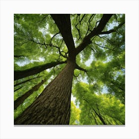 Looking Up At A Tree Canvas Print