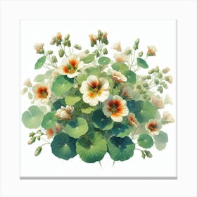 Flowers of Nasturtium 2 Canvas Print