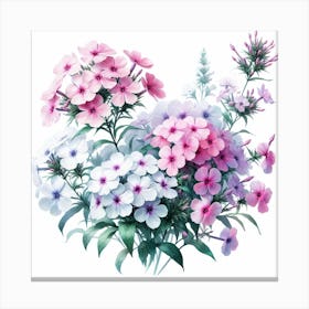 Flowers of Phlox Canvas Print