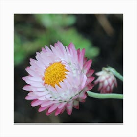 Floral Beauty Canvas Print