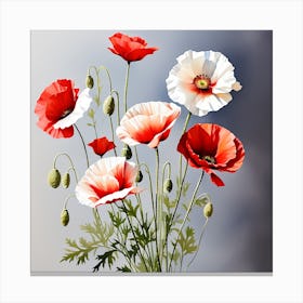 Red and white poppies Canvas Print